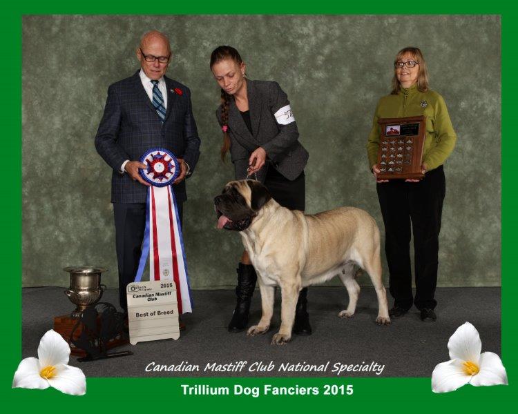 Canadian mastiff deals